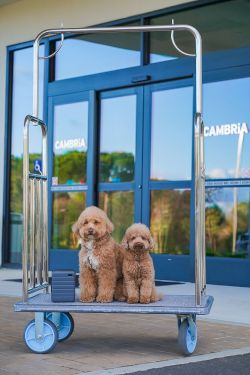 Cambria Hotel Templeton - Paso Robles