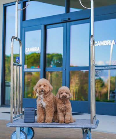 Cambria Hotel Templeton - Paso Robles