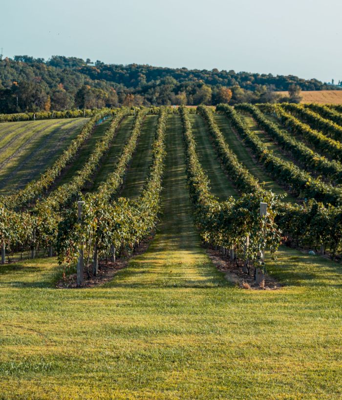 A scenic vineyard with long rows of grapevines stretching toward a wooded hillside under clear sky.