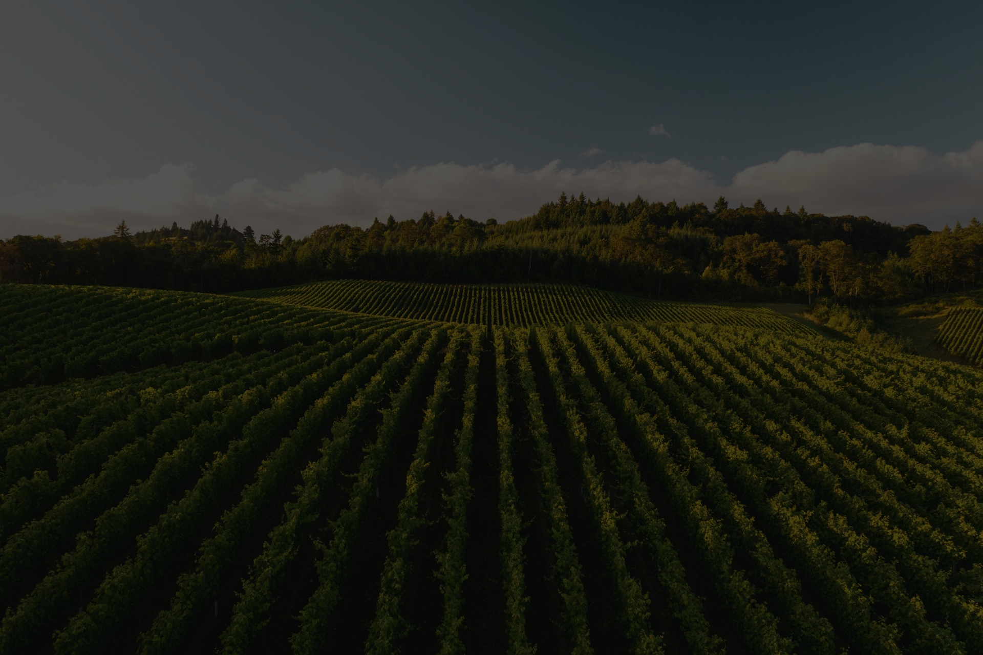 Cambria Hotel Templeton - Paso Robles